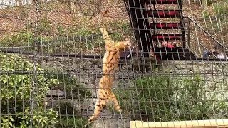 サーバルジャンプ！！ その2（かいせつ：しんざきおにいさん）Serval Jump [upl. by Elirpa305]