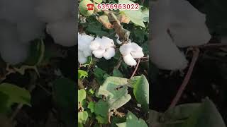 Ankur Amit cotton seeds cotton company l अंकुर अमित कपास बीज indian cotton oil seeds the cotton [upl. by Dirgis844]