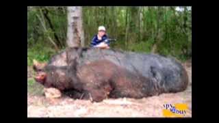 HOGZILLA The Largest Hog EVER Hogzilla and an 11yr old Kill a 1150 lb wild hog [upl. by Haynor]