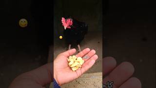 Giving Kajo To Roosters 🫘 aseel youtubeshorts viralvideo aseellovers [upl. by Atilef468]