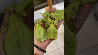 Leaf insect 😱 shorts viralvideo [upl. by Natal]