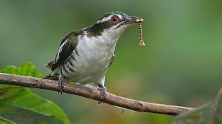 diederik cuckoo นกกาเหว่าดีเดริก chrysococcyx caprius enjoylife9 [upl. by Daggna]