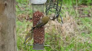 Birds at a Feeder at Thurrock Thameside Nature Park [upl. by Ipoillak]