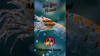 Did you know About Pistol Shrimps  shorts ytshorts viralvideo experiment [upl. by Attekahs646]