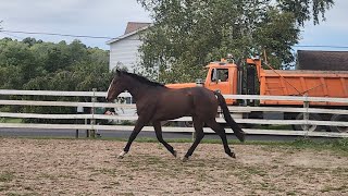 Bocephuss 1st Turnout after a Long Trailer Ride [upl. by Harvard]