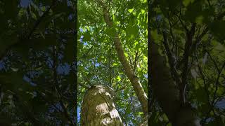 Sweetgum  canopy  September 2024 [upl. by Donegan764]