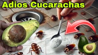 Como Eliminar CUCARACHAS con AGUACATE muy FÁCIL Y RÁPIDO [upl. by Lindner]