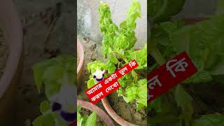 Torenia পরিচর্যা garden plants gardenflowers viralvideo followers highlight torenia tackcare [upl. by Saxena]