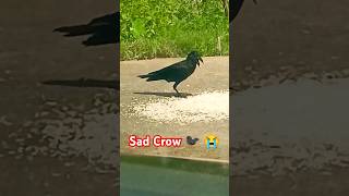 Kumar Sanu sad song  Kismat movie Gobinda  Kismat ka to yahi fasana he  sad crow shorts  Kismat [upl. by Halda714]