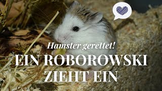 Video veraltet Hamster gerettet Ein Roborowski Zwerghamster zieht ein ❤ September 2016  Nana [upl. by Gulick577]