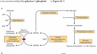 Galactose Metabolism  Galactose Conversion to Glucose  CarbohydrateMetabolism [upl. by Annavaj716]