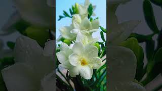 quotEasy Tips for Growing Freesia Bulbs  Gardening Made Simplequot [upl. by Phelgen]