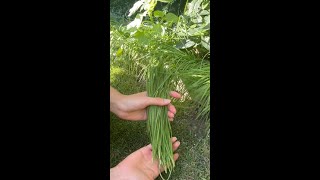 From Seeds to Abundance Picking Garlic Chives from Our Wooden Planter [upl. by Synn]