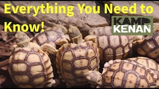 The ULTIMATE SULCATA Tortoise Care INSTRUCTIONS  Kamp Kenan S3 Episode 34 [upl. by Setiram]