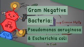 Gram Negative Bacteria Pseudomonas aeruginosa and Escherichia coli [upl. by Helgeson]