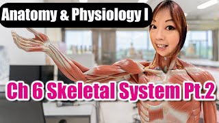 Ch 6 Skeletal System Part 2 [upl. by Jankell]