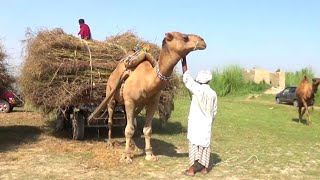 Camel Pull CartCamel Run Fast With Cart [upl. by Atnamas86]