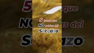 5 cosas que no sabias del sargazo sargazo calentamiento global [upl. by Odlaner946]