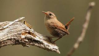 Winter Wren Portrait [upl. by Gregorio]