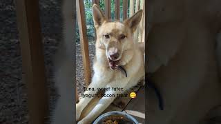 Alex not eating 😞 dog pets huskyshepherd dogbreed malehusky dogtype 🩷 [upl. by Nwahsek494]