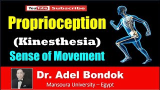 Pathway of Proprioception Kinesthesia Dr Adel Bondok [upl. by Notlef380]