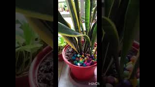 Beautiful plant decoration for Home plantdecoration indoorplant youtubevideo [upl. by Colson]