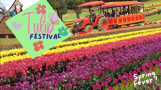 Tulip Festival Melbourne  From Bud to Bloom  srilanka australia foryou trending love [upl. by Hajile]