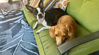 Senior life PORCH sitting Flowers Porch enjoying the fall weather FunnyDog lunch Pets [upl. by Ahseinad568]