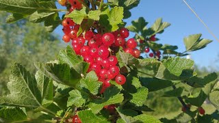 Our Red Currant bushes had good production this year redcurrant michigan 2024 berrypicking [upl. by Nadia551]