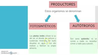 ESCTRUCTURA DE LOS ECOSISTEMAS NIVELES TRÓFICOS [upl. by Nilre]