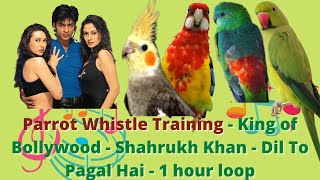 Cockatiel Parrot Whistle Training  Dil To Pagal Hai  Bollywood King  Shahrukh Khan  1 hour loop [upl. by Yreffej]