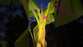 Plantain  Banana Tree Update The Flowering Stage [upl. by Aiuqenehs318]