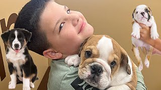 SURPRISING CALEB with PUPPiES Family Fun at PETLAND PET STORE to Play with Puppies [upl. by Peta]