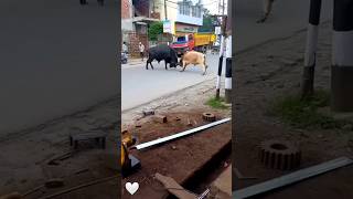 pagla goru🐄 angry bull।। shorts fyp viral youtubeshorts shortvideo gurutiktok cow guru গরু [upl. by Calle]