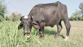 watch pure neeli Ravi buffalo for sale in Punjab Pakistan 03015437908 on YouTube [upl. by Eenyaj]