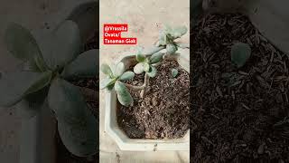 CRASSULA OVATA Tanaman Giok [upl. by Thedrick]