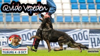 WUSV 2017 Vaclav Ouska Qvido Vepeden B Obedience 96pts [upl. by Nottap]