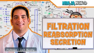 Renal  Filtration Reabsorption and Secretion Overview [upl. by Dayle]