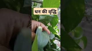 Manipl moneyplantcare gardening plants moneyplantpropagation [upl. by Zaneta222]