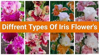 Diffrent Types Of Iris Flowers shortsviral A S Home Garden houseplants gardening [upl. by Notneuq]