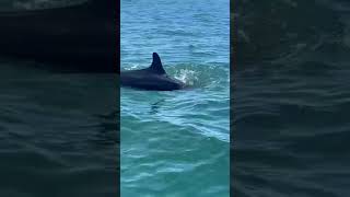 False killer whales Pseudorca crassidens Monos Island DDI Trinidad 1042024 Video 5 [upl. by Franciscka]