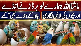 Lovebird Breeding Progress YTG Birds  Java Breeding Progress  Breeding Season 2024 to 2025 [upl. by Jaime]