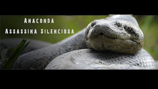 Anaconda Assassina Silenciosa [upl. by Gromme224]