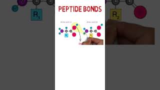 Peptide bond formation shorts Youtubeshorts PeptideBond [upl. by Gaidano694]