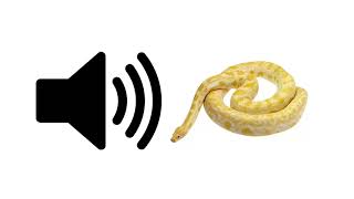 Snake Hiss  Sound Effect  ProSounds [upl. by Azirb]