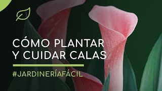 Calas Cómo plantar y cuidar las calas o lirios de agua [upl. by Stretch144]