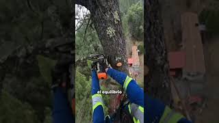 Así se tala un árbol desde 100m de altura 🌲 leñador talar árboles [upl. by Damian128]