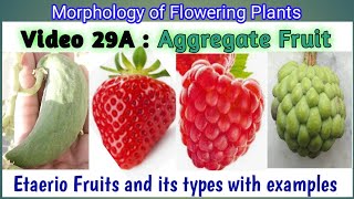 Aggregate fruit and its types  Etaerio Fruit types  Types of Aggregate Fruit with examples NEET [upl. by Munroe]