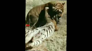 Fierce Fight Between Tigers  Tough Tigers Fight  Wild Animals Fight tigers fight wildlife [upl. by Civ]