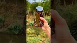 Big Headed Turtle 😱 sciencefacts facts shorts [upl. by Oigile]